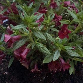 Photo of the plant species Mimulus 'Mai Tai Red' by @LucidSeedlings named Diana on Greg, the plant care app