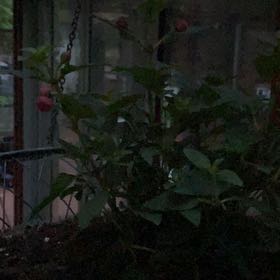 Photo of the plant species Impatiens 'Balfafusia' Fanfare Fuchsia by @LucidSeedlings named Luna on Greg, the plant care app