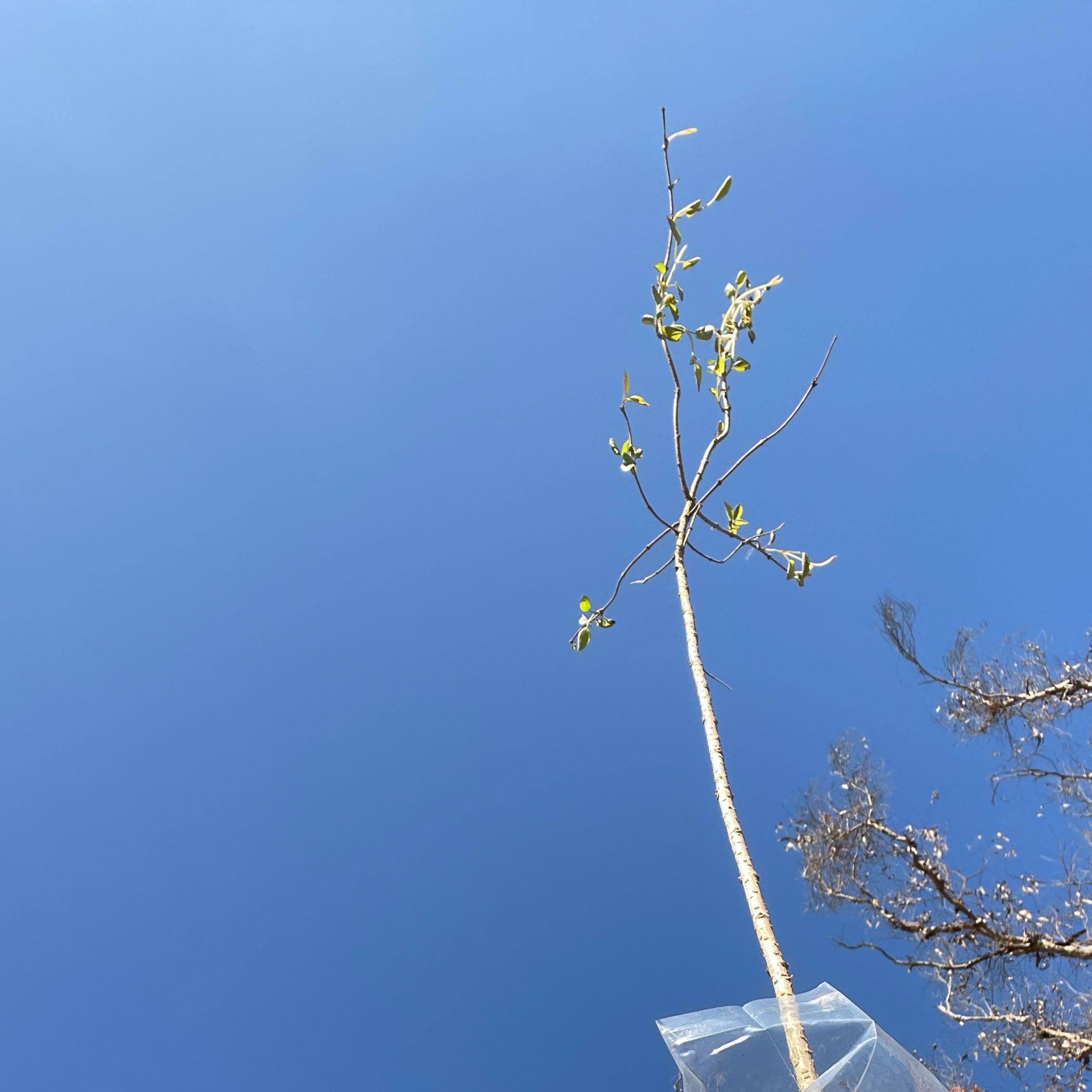 Photo of the plant species Peking Lilac by @UberMeadowsage named Ralphie on Greg, the plant care app
