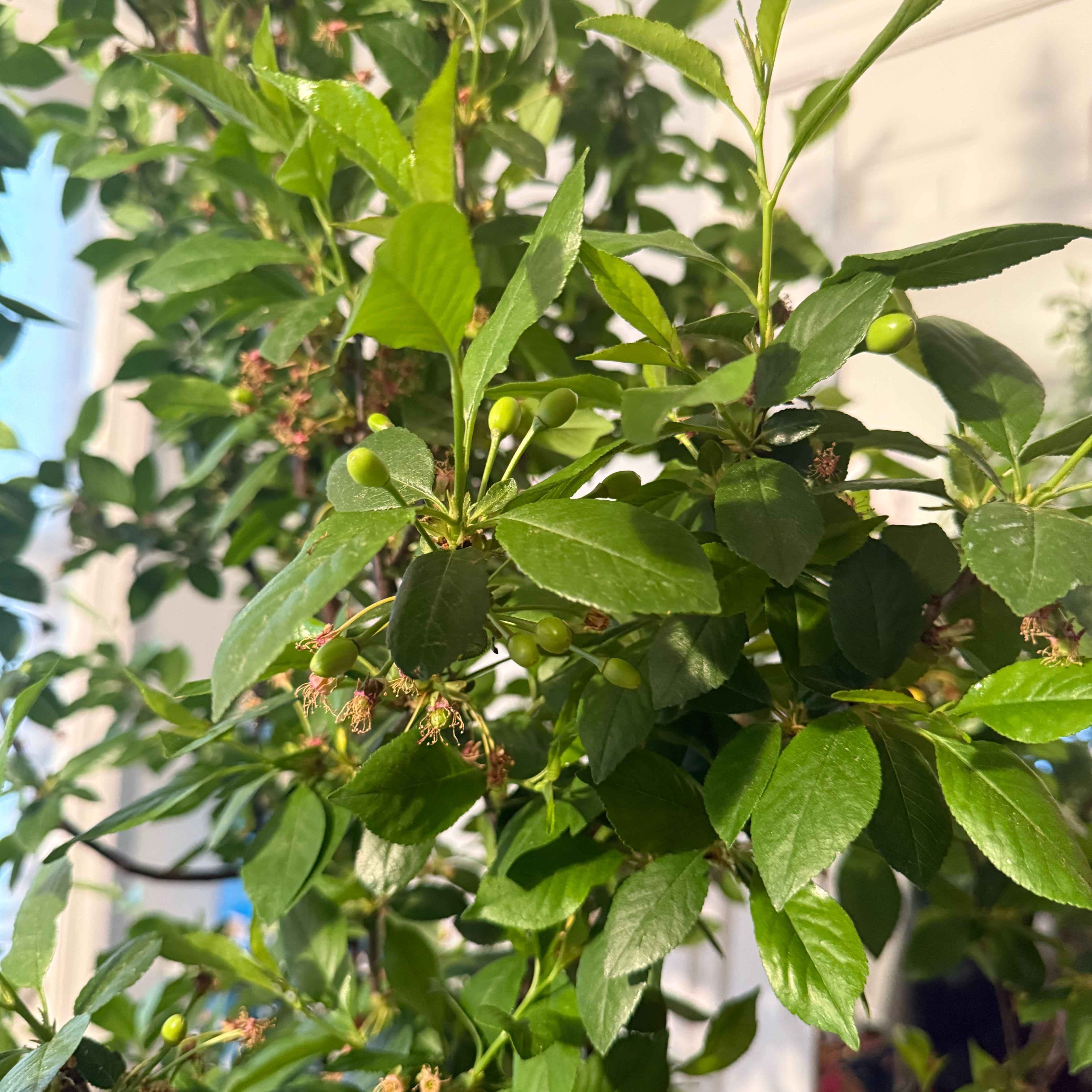 Photo of the plant species North Star Cherry by @VipNoblefir43 named Cherry on Greg, the plant care app