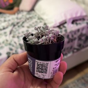 Photo of the plant species Sedum spathulifolium 'Cape Blanco' by @SvelteDogfennel named Pax on Greg, the plant care app