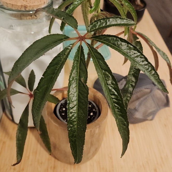Photo of the plant species Palm Leaf Begonia by @BonusLizardtail named Cleopatra on Greg, the plant care app