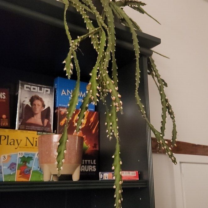 Photo of the plant species Lepismium cruciforme by @BonusLizardtail named Tupot amaroot on Greg, the plant care app