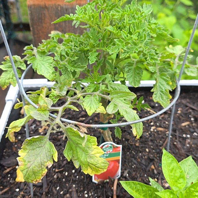 Photo of the plant species Tomato 'Better Boy' by @ZarfBasil44 named Sol on Greg, the plant care app