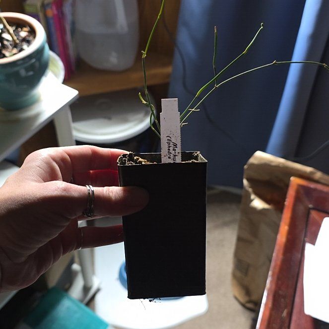 Photo of the plant species Ephedra by @ZarfBasil44 named Bodhi on Greg, the plant care app