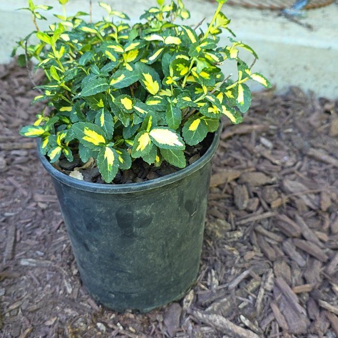 Photo of the plant species Euonymus fortunei 'Gold Splash®' by @ZarfBasil44 named Pax on Greg, the plant care app