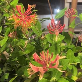 Photo of the plant species Goldflame Honeysuckle by @MightilyDuwei21 named Bodhi on Greg, the plant care app
