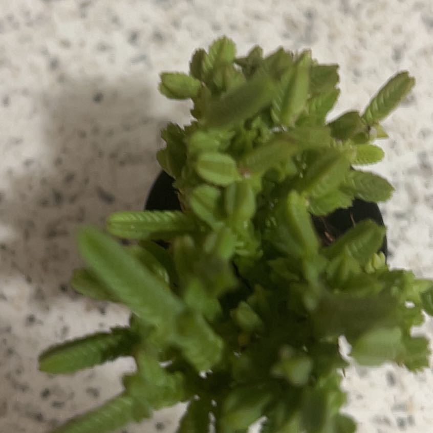 Photo of the plant species Greater Whipwort by @HelpfulKiekie named Khaleesi on Greg, the plant care app