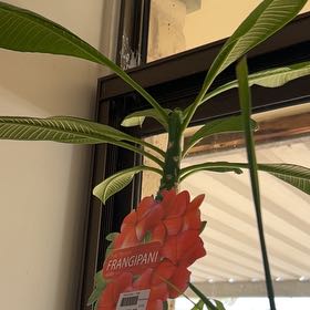 Photo of the plant species Lilium 'Pure Passion' by @AceTipa27 named Lola on Greg, the plant care app