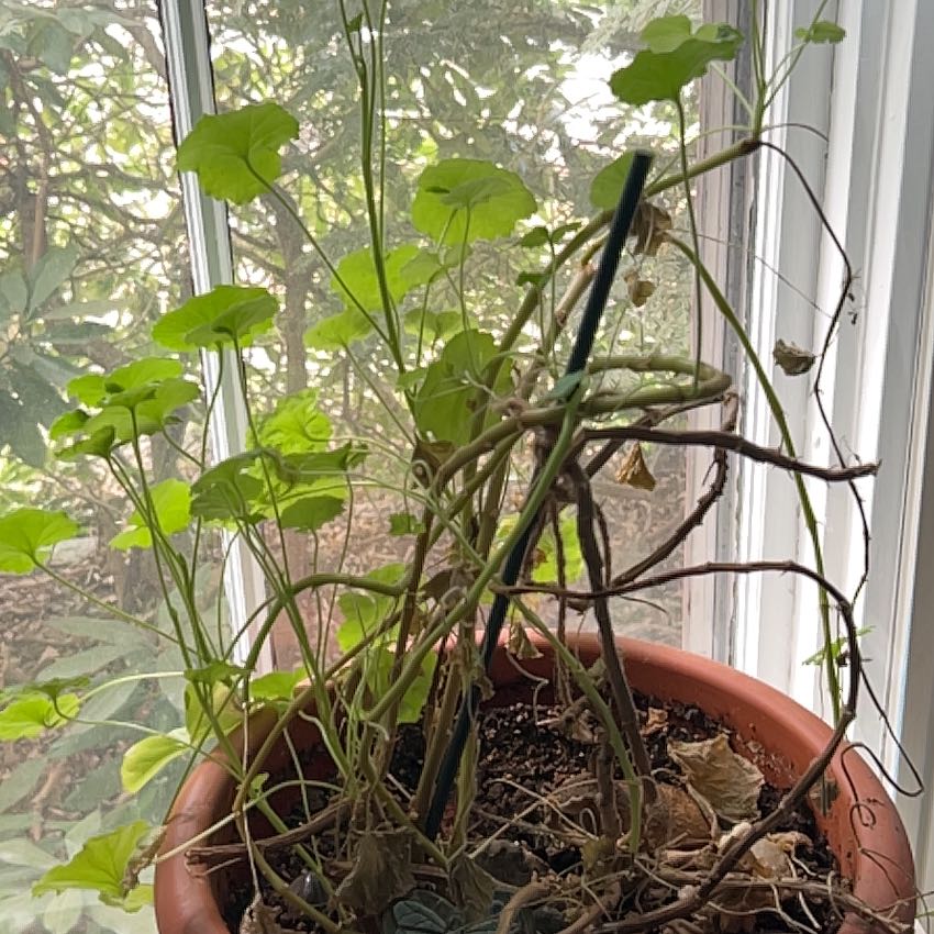 Photo of the plant species Red geraniums by @GrandBlackgem81 named Naomi on Greg, the plant care app