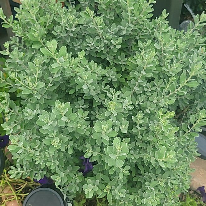 Photo of the plant species Texas Barometer Bush by @BlazingSainfoin named TEXAS SAGE on Greg, the plant care app
