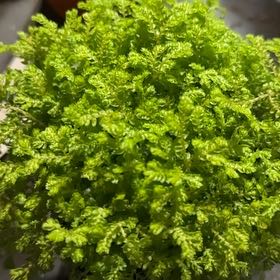 Plant care for Rainbow moss, Peacock fern on Greg, the plant care app