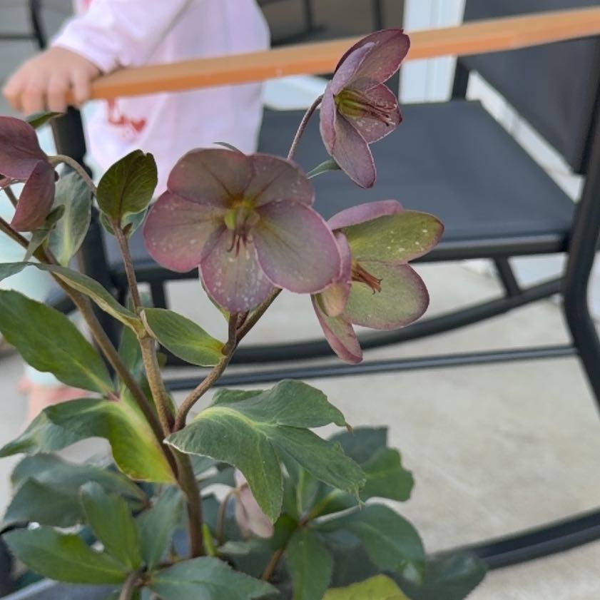 Photo of the plant species Lenten Rose by @RadTozzia16 named Ronaldo on Greg, the plant care app