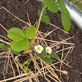 Photo of the plant species Scarlet Strawberry by @RadTozzia16 named Apollo on Greg, the plant care app