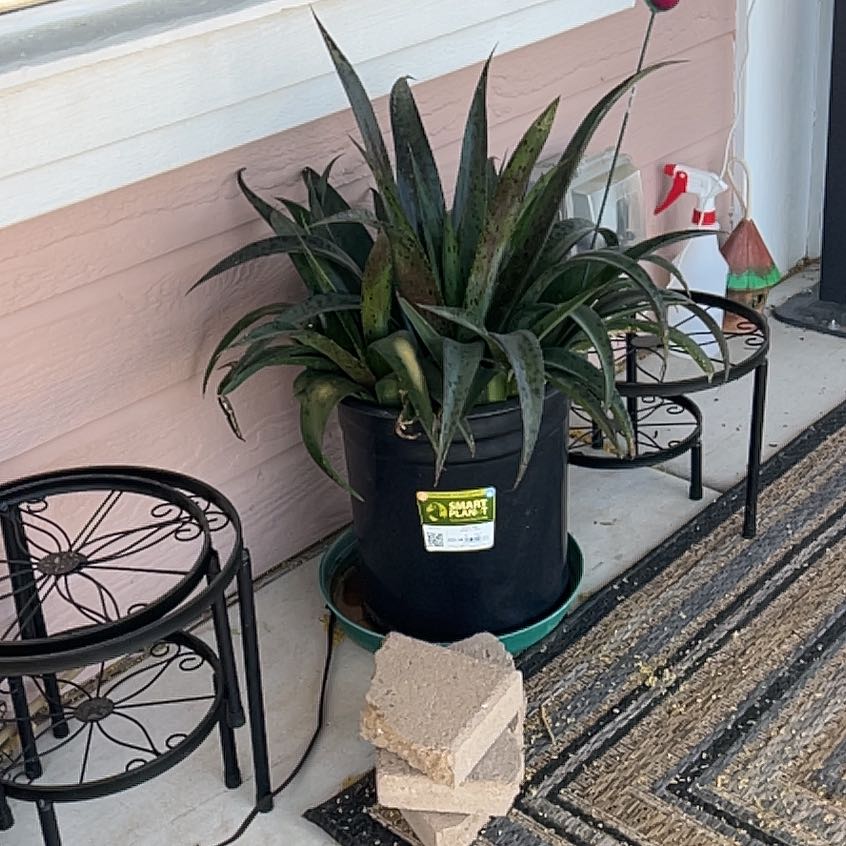 Photo of the plant species Mangave 'Jaguar' by @FabOregano45 named Aria on Greg, the plant care app