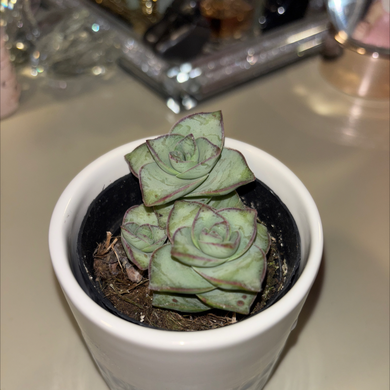 Photo of the plant species String of Buttons by @SugarGingerpine named Rose on Greg, the plant care app