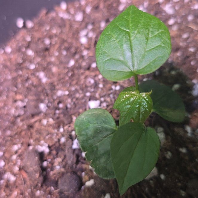 Photo of the plant species Upland Cotton by @HotPixie99 named Toby on Greg, the plant care app