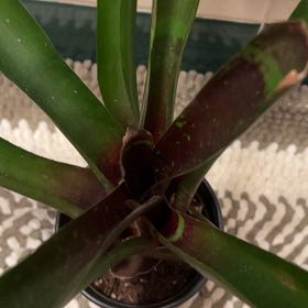 Photo of the plant species Bromeliad by @NobleSquash76 named Xena on Greg, the plant care app
