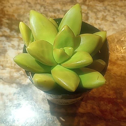 Photo of the plant species Sedum adolphi 'Lime Gold' by @GemKaro93 named Nugget on Greg, the plant care app