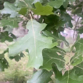 Photo of the plant species Black Oak by @RadEnglishoak97 named Michelle Branch on Greg, the plant care app