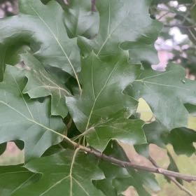Photo of the plant species Black Oak by @RadEnglishoak97 named Orlando Bloom on Greg, the plant care app