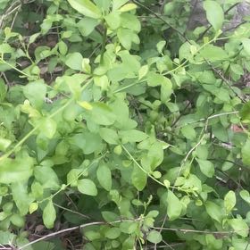 Photo of the plant species Chinese Privet by @RadEnglishoak97 named Fernie Saunders on Greg, the plant care app