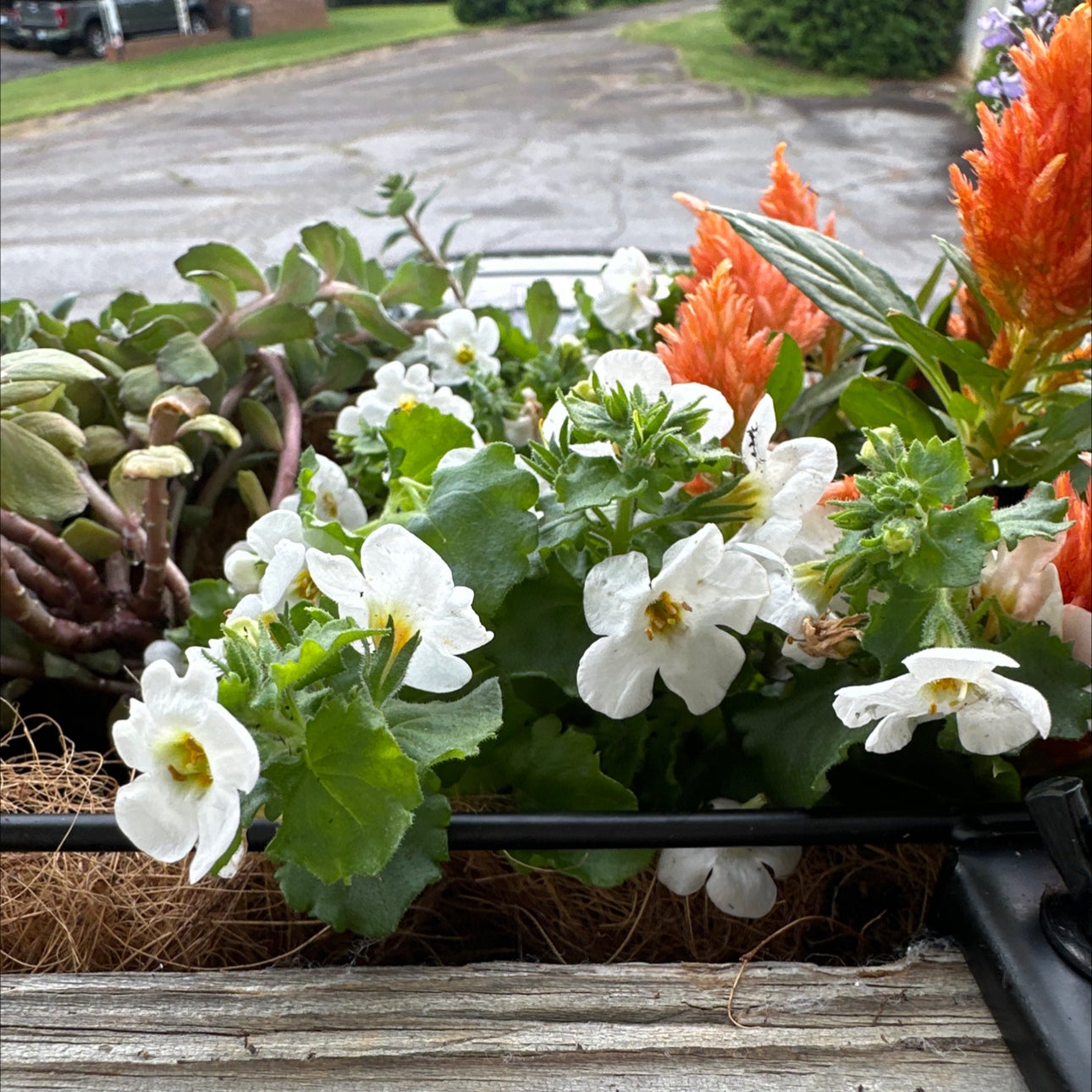 Plant care for Mullein on Greg, the plant care app