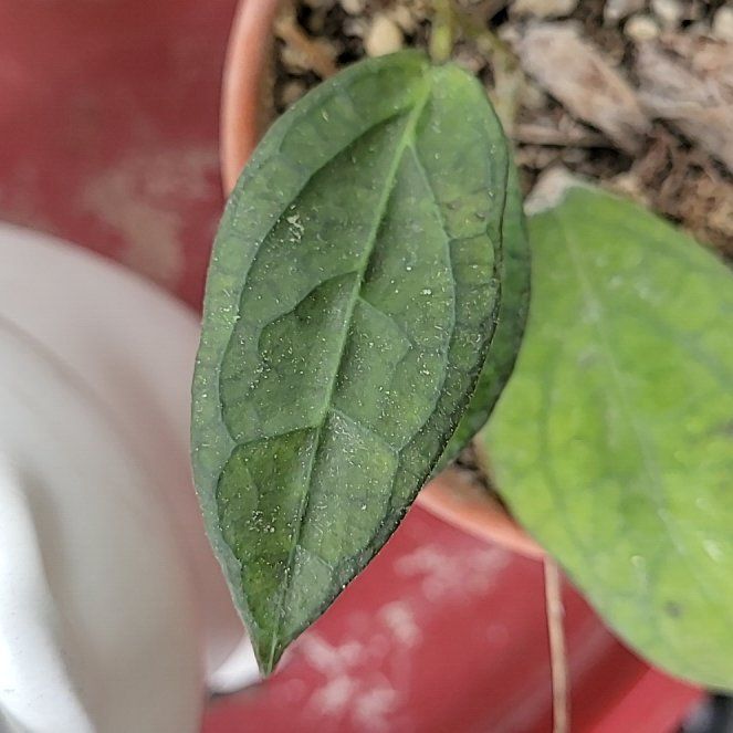 Photo of the plant species Hoya Germany by @Blaquepapilion named Gates on Greg, the plant care app