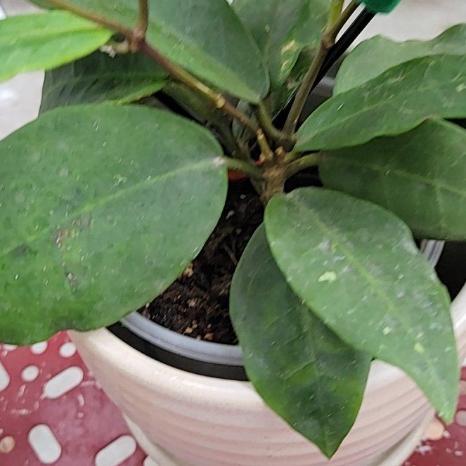 Photo of the plant species Hoya Germany by @Blaquepapilion named Walt on Greg, the plant care app