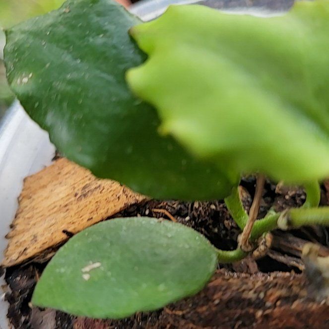Photo of the plant species Hoya endauensis by @Blaquepapilion named ChloroPhil on Greg, the plant care app
