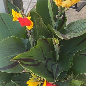 Photo of the plant species Canna 'Tropicana' by @WinRustyfig96 named Peter Parker on Greg, the plant care app