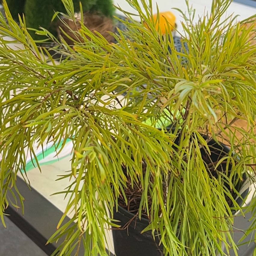Photo of the plant species Cousin It Plant by @WinRustyfig96 named Maya on Greg, the plant care app
