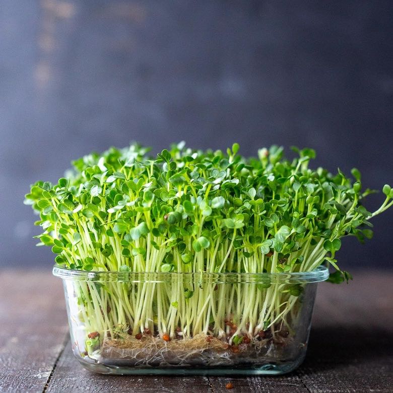 Photo of the plant species Burpee's Microgreens Mix by @Khanco21 named Gobi on Greg, the plant care app