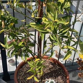Photo of the plant species Washington Naval Orange by @LiteraryDill29 named Anacapa on Greg, the plant care app