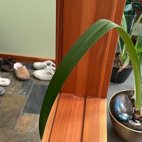 Photo of the plant species Hippeastrum 'Flamenco Queen' by @ZingLippia27 named Emerson on Greg, the plant care app