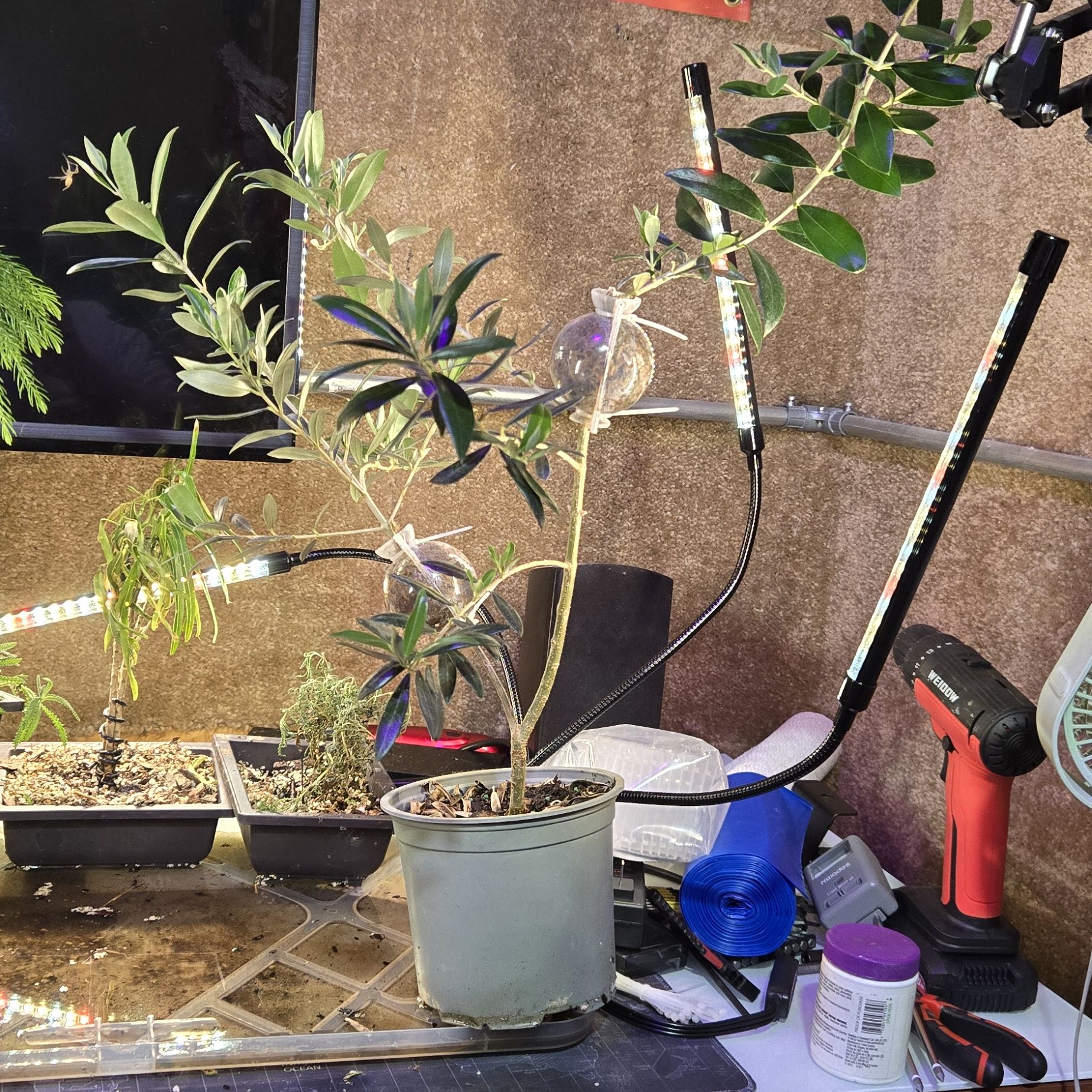Photo of the plant species Olive Tree by @DinkumPepper named Olive on Greg, the plant care app