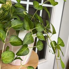 Photo of the plant species Maculata Periwinkle by @mrbuddyman named Achilles on Greg, the plant care app