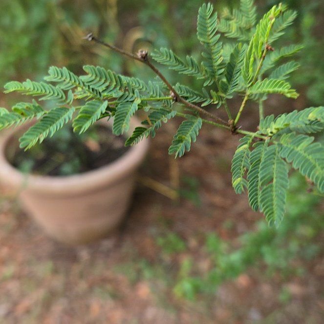 Photo of the plant species Bullhorn Acacia by @InvitingTipa11 named Marilyn on Greg, the plant care app