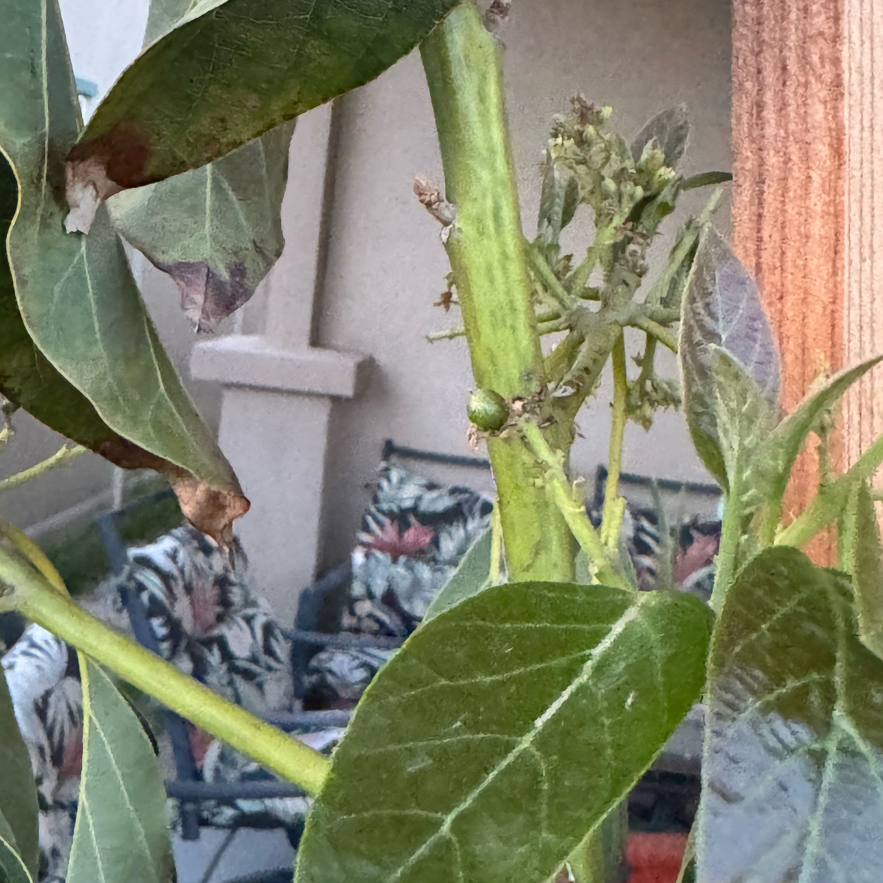 Photo of the plant species Hass Avocado by @LegitSeamango25 named Dolores on Greg, the plant care app