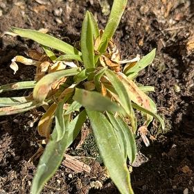 Photo of the plant species Common Gum Cistus by @GreatHairysedge named McKinley on Greg, the plant care app