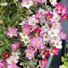 Photo of the plant species Virginia Springbeauty by @ChildlikeAster2 named Stella on Greg, the plant care app
