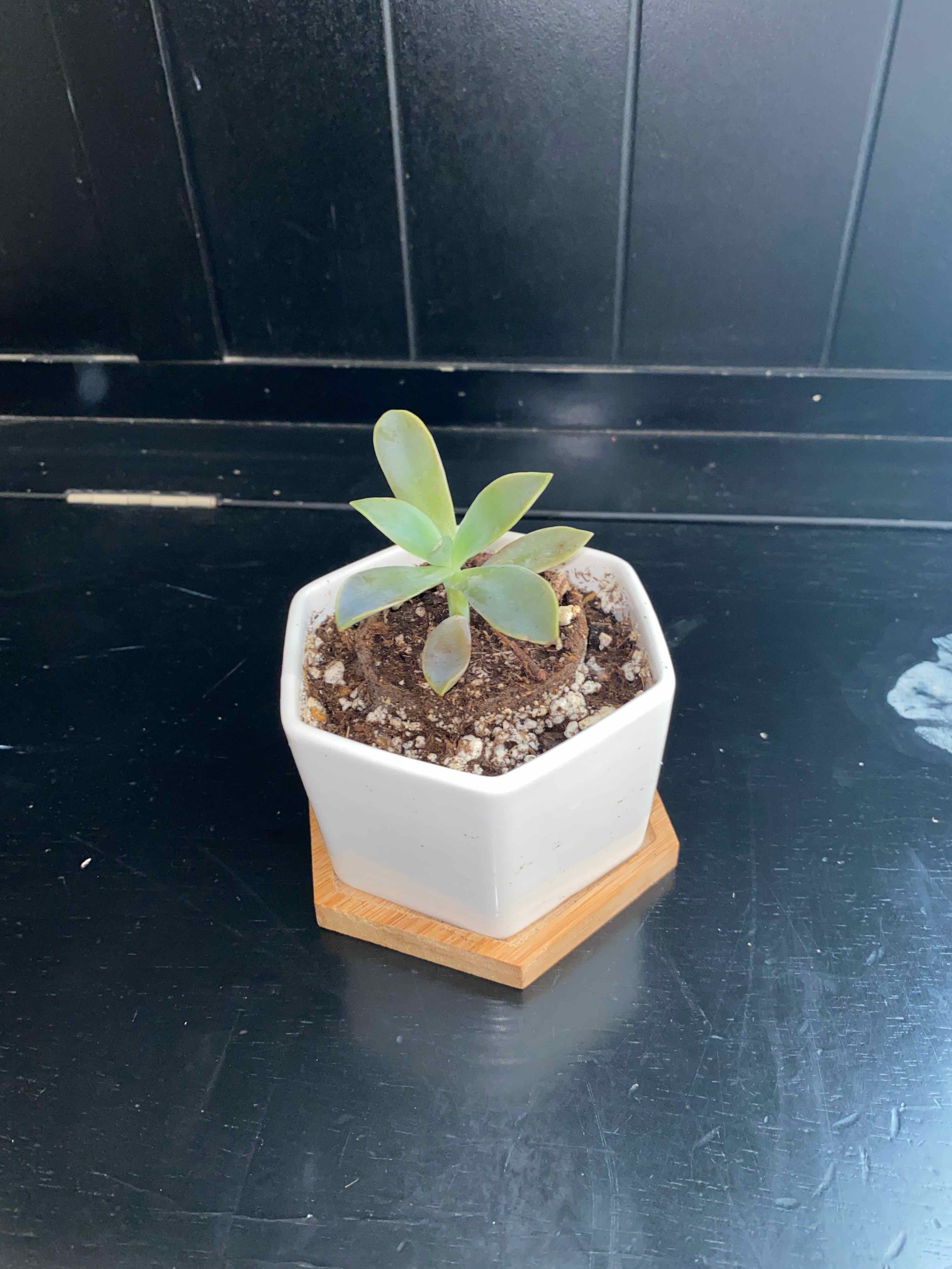 Graptoveria 'Fred Ives' succulent in a white hexagonal pot on a wooden coaster.