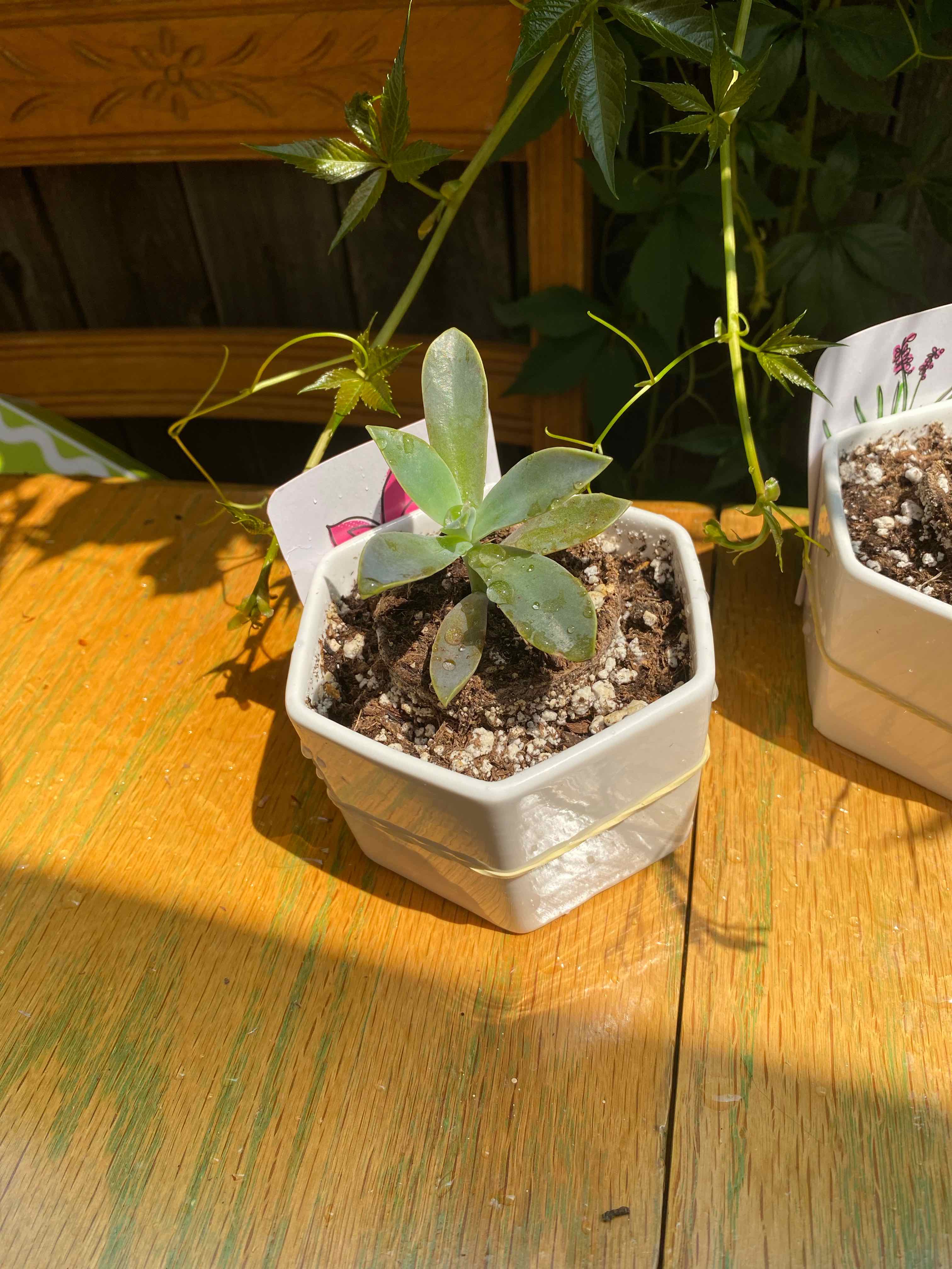 Graptoveria 'Fred Ives' succulent in a white pot on a wooden surface.