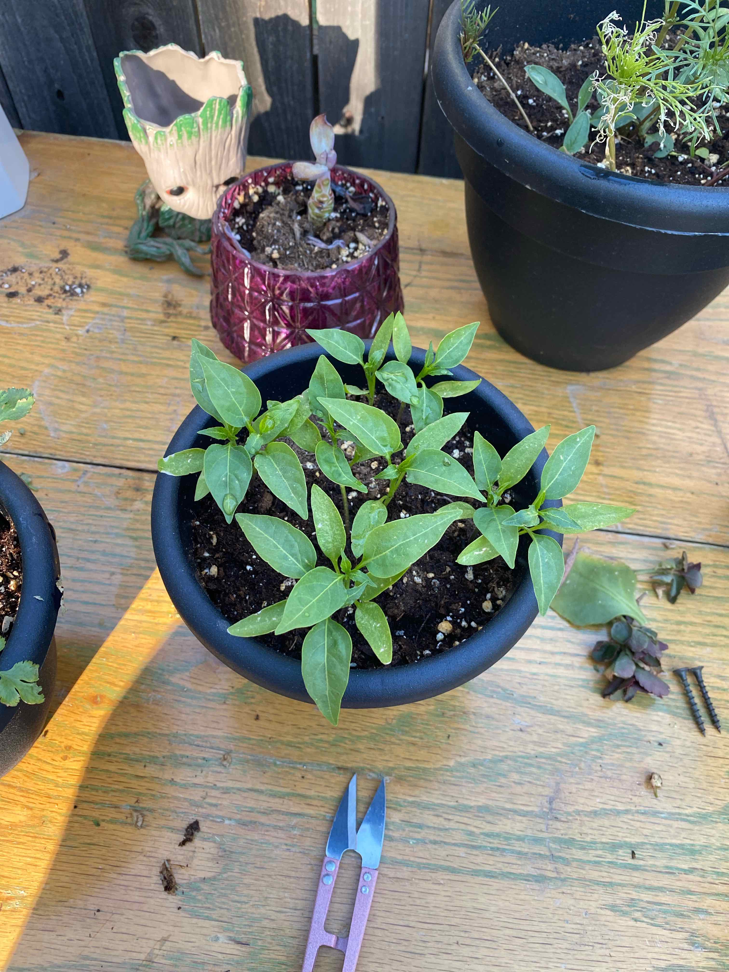 Young Jalapeño Pepper plant in a black pot with visible soil, surrounded by other potted plants.