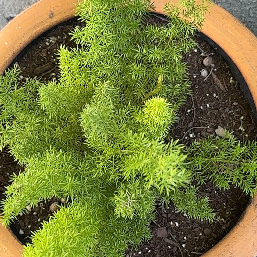 Photo of the plant species Variegated Foxtail Fern by @RulerZinnia37 named Ronaldo on Greg, the plant care app