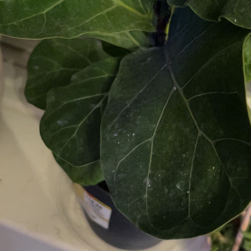 Photo of the plant species Puka by @AceStargilia92 named Kardashian on Greg, the plant care app