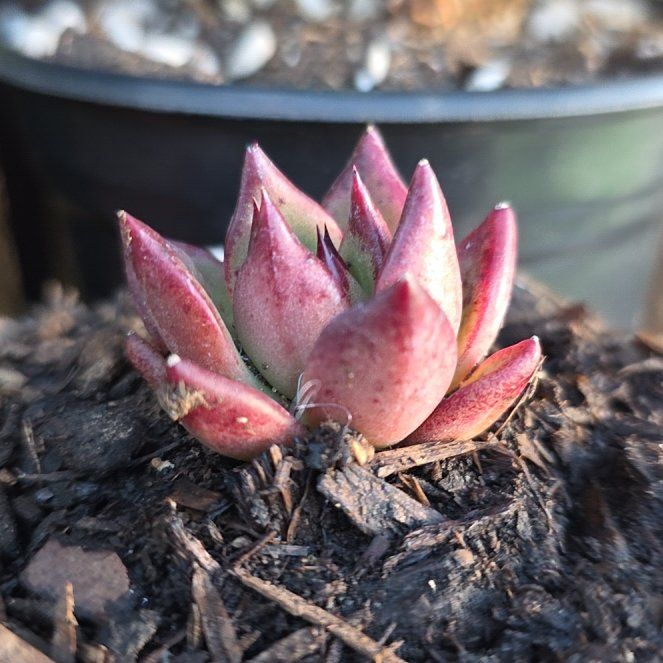 Photo of the plant species echeveria Romeo by @PureCocoplum81 named Lavender on Greg, the plant care app