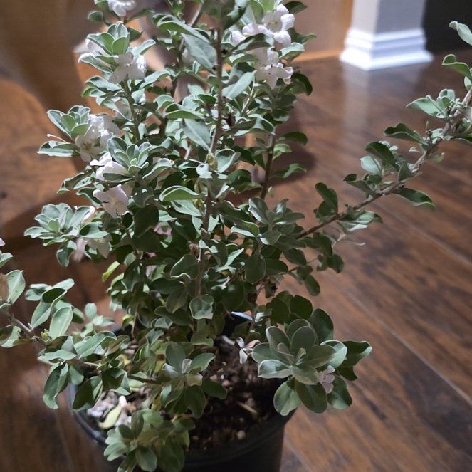 Photo of the plant species Texas Sage by @PureCocoplum81 named Orwell on Greg, the plant care app