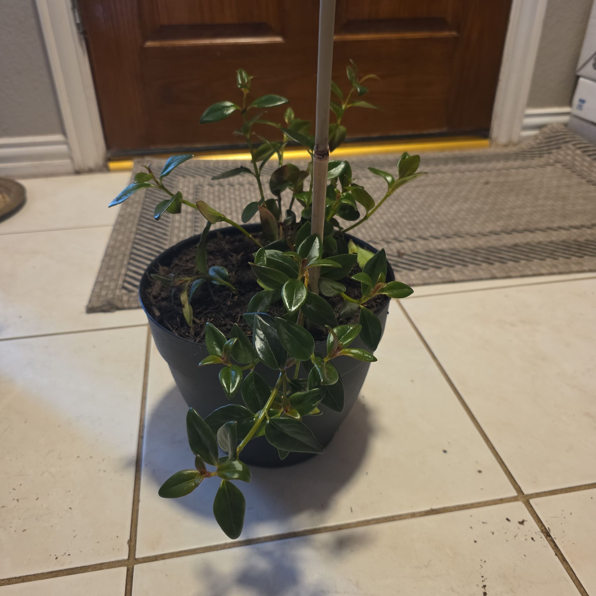 Photo of the plant species Black Goldfish Plant by @PureCocoplum81 named Orange on Greg, the plant care app