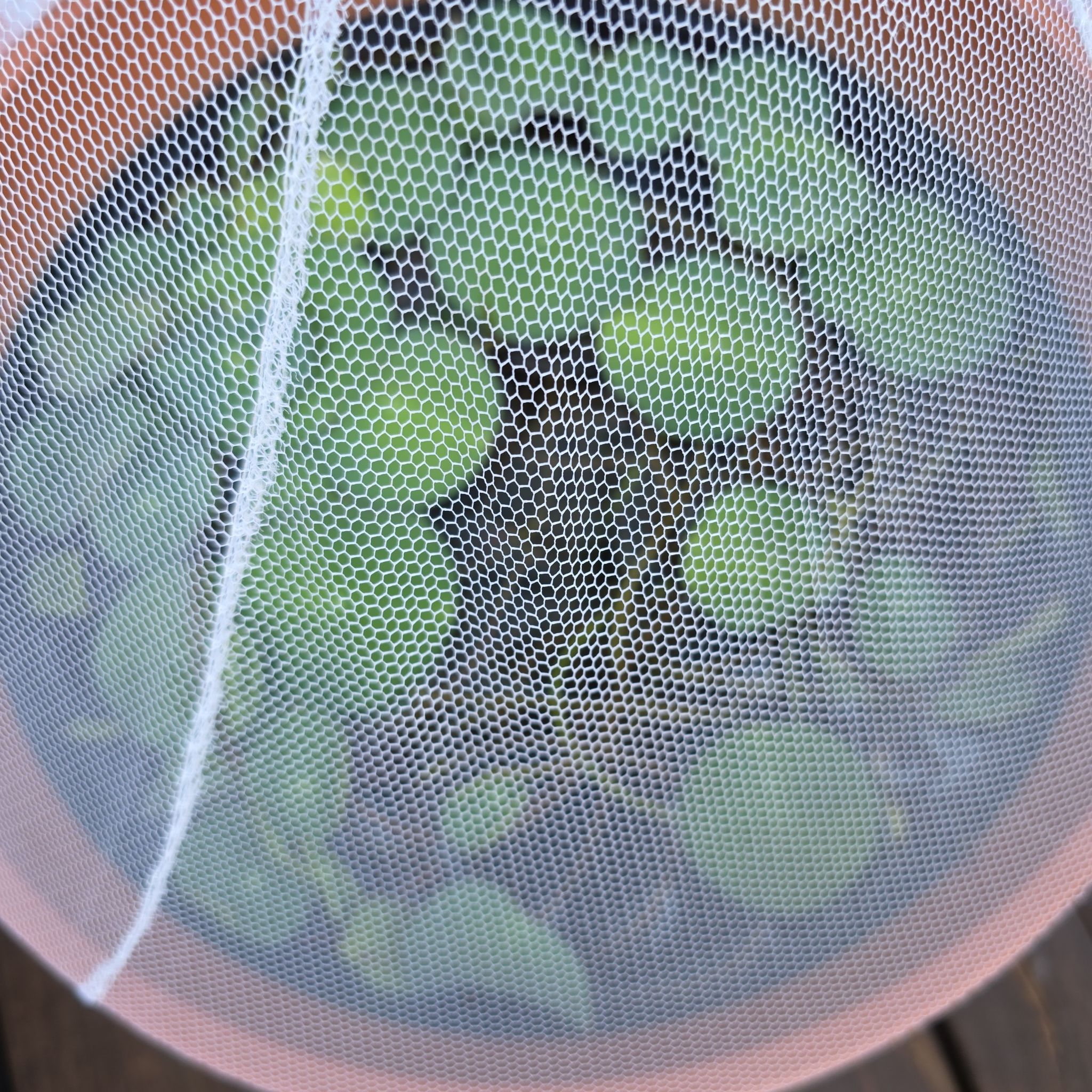 Photo of the plant species Sacred Lotus by @PureCocoplum81 named Huckleberry Fern on Greg, the plant care app